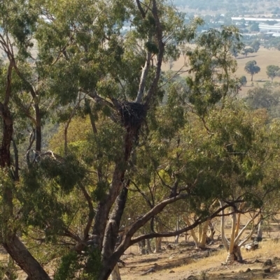 Aquila audax (Wedge-tailed Eagle) at Hume, ACT - 26 Jan 2018 by nathkay