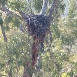 Aquila audax at Hume, ACT - 26 Jan 2018 09:37 AM