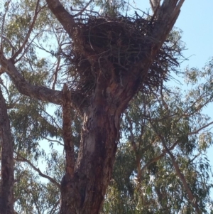 Aquila audax at Hume, ACT - 26 Jan 2018 09:37 AM