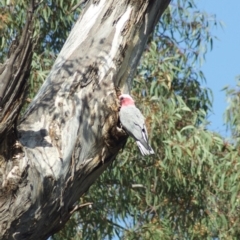 Eolophus roseicapilla (Galah) at Throsby, ACT - 5 Jan 2012 by KMcCue