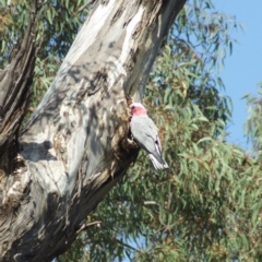 Eolophus roseicapilla (Galah) at Mulligans Flat - 4 Jan 2012 by KMcCue