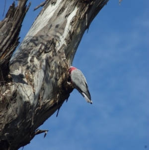 Eolophus roseicapilla at Throsby, ACT - 5 Jan 2012