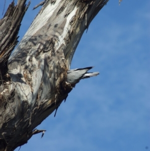 Eolophus roseicapilla at Throsby, ACT - 5 Jan 2012