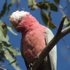 Eolophus roseicapilla (Galah) at Mulligans Flat - 4 Jan 2012 by KMcCue