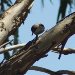 Daphoenositta chrysoptera (Varied Sittella) at Gungahlin, ACT - 5 Jan 2012 by KMcCue