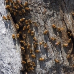 Apis mellifera (European honey bee) at Gungahlin, ACT - 5 Jan 2012 by KMcCue