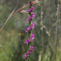 Spiranthes australis (Austral Ladies Tresses) at Rendezvous Creek, ACT - 11 Feb 2012 by KMcCue