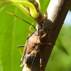 Poecilometis strigatus (Gum Tree Shield Bug) at Aranda, ACT - 5 Mar 2012 by KMcCue