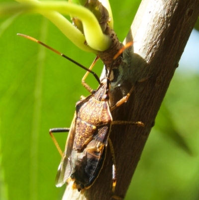 Poecilometis strigatus (Gum Tree Shield Bug) at Aranda, ACT - 5 Mar 2012 by KMcCue
