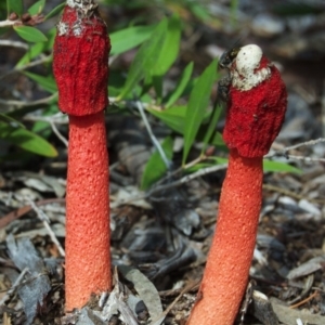 Phallus rubicundus at Aranda, ACT - 16 Mar 2012 10:53 AM