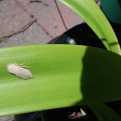 Ledromorpha planirostris (A leafhopper) at QPRC LGA - 21 Dec 2017 by natureguy