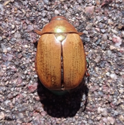 Anoplognathus brunnipennis (Green-tailed Christmas beetle) at Wamboin, NSW - 22 Dec 2017 by natureguy