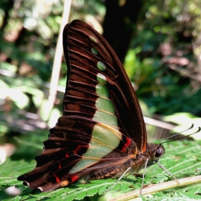 Graphium choredon (Blue Triangle) at Acton, ACT - 29 Jan 2018 by ChristianFricker