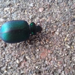 Calosoma schayeri (Green caterpillar hunter) at Wamboin, NSW - 22 Dec 2017 by natureguy