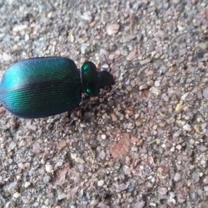 Calosoma schayeri at Wamboin, NSW - 22 Dec 2017 04:59 PM