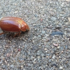 Anoplognathus sp. (genus) (Unidentified Christmas beetle) at Wamboin, NSW - 22 Dec 2017 by natureguy