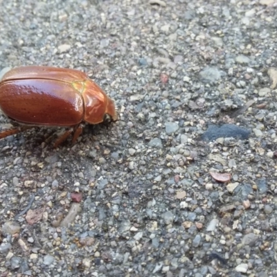 Anoplognathus sp. (genus) (Unidentified Christmas beetle) at Wamboin, NSW - 22 Dec 2017 by natureguy