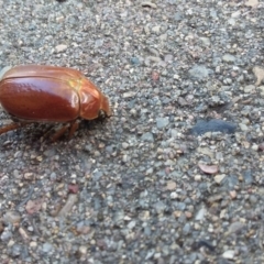 Anoplognathus sp. (genus) at QPRC LGA - 22 Dec 2017 05:01 PM