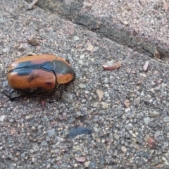 Chondropyga dorsalis (Cowboy beetle) at Kowen, ACT - 22 Dec 2017 by natureguy