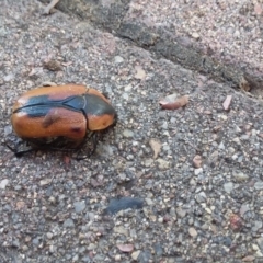Chondropyga dorsalis (Cowboy beetle) at Molonglo Gorge - 22 Dec 2017 by natureguy