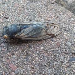 Psaltoda moerens (Redeye cicada) at Garran, ACT - 22 Dec 2017 by natureguy