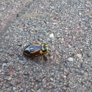 Eupoecila australasiae at Wamboin, NSW - 22 Dec 2017