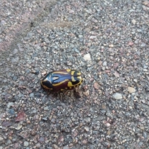 Eupoecila australasiae at Wamboin, NSW - 22 Dec 2017 05:02 PM