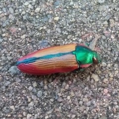 Temognatha limbata (Limbata jewel beetle) at QPRC LGA - 22 Dec 2017 by natureguy