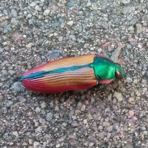 Temognatha limbata at Wamboin, NSW - 22 Dec 2017 05:03 PM