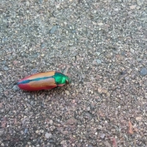 Temognatha limbata at Wamboin, NSW - 22 Dec 2017 05:03 PM