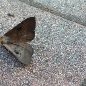 Dasypodia selenophora at Wamboin, NSW - 22 Dec 2017 05:04 PM