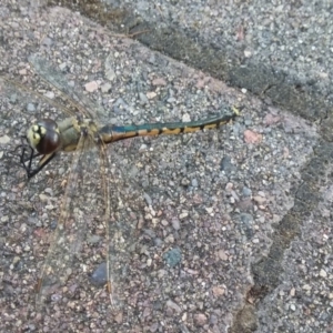 Hemicordulia tau at Wamboin, NSW - 22 Dec 2017 05:05 PM