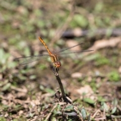 Diplacodes bipunctata (Wandering Percher) at Gungahlin, ACT - 29 Jan 2018 by SallyandPeter