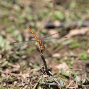 Diplacodes bipunctata at Gungahlin, ACT - 29 Jan 2018 02:32 PM