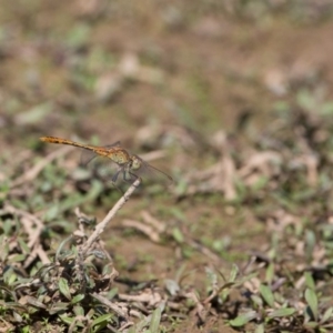 Diplacodes bipunctata at Gungahlin, ACT - 29 Jan 2018 02:32 PM