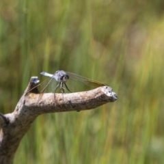 Orthetrum caledonicum (Blue Skimmer) at Mulligans Flat - 29 Jan 2018 by SallyandPeter