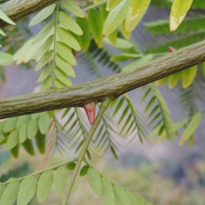 Gleditsia triacanthos (Honey Locust, Thorny Locust) at Coombs, ACT - 26 Jan 2018 by michaelb