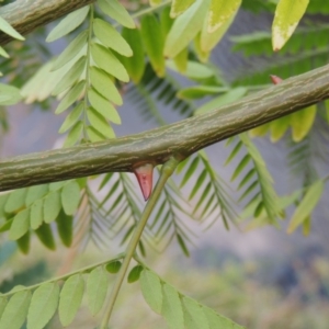 Gleditsia triacanthos at Molonglo River Reserve - 26 Jan 2018