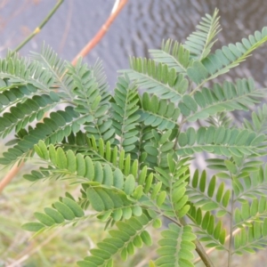 Gleditsia triacanthos at Molonglo River Reserve - 26 Jan 2018