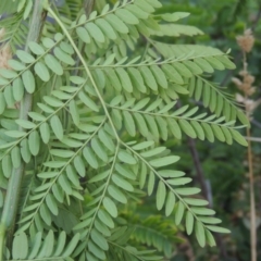 Gleditsia triacanthos at Molonglo River Reserve - 26 Jan 2018