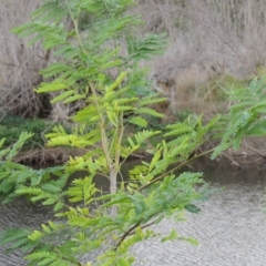 Gleditsia triacanthos at Molonglo River Reserve - 26 Jan 2018