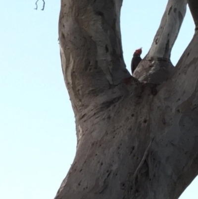 Callocephalon fimbriatum (Gang-gang Cockatoo) at GG49 - 17 Feb 2018 by KL