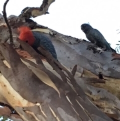 Callocephalon fimbriatum (Gang-gang Cockatoo) at Deakin, ACT - 17 Feb 2018 by KL