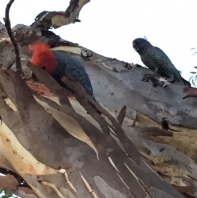 Callocephalon fimbriatum (Gang-gang Cockatoo) at Red Hill Nature Reserve - 17 Feb 2018 by KL