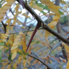 Gleditsia triacanthos (Honey Locust, Thorny Locust) at Molonglo River Reserve - 26 Jan 2018 by michaelb