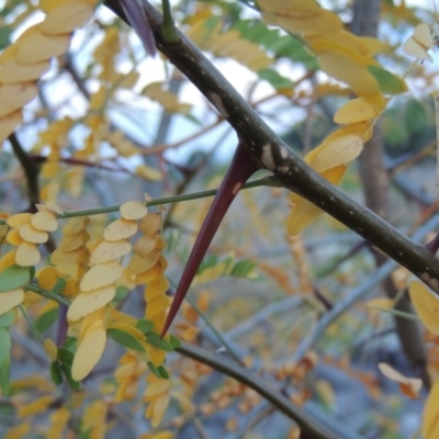 Gleditsia triacanthos (Honey Locust, Thorny Locust) at Coombs, ACT - 26 Jan 2018 by michaelb