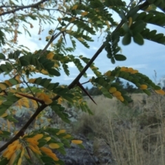 Gleditsia triacanthos at Molonglo River Reserve - 26 Jan 2018