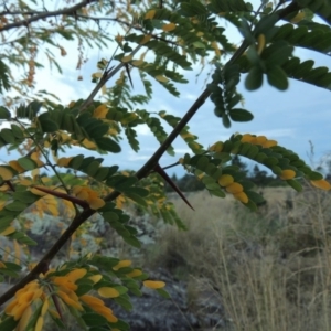 Gleditsia triacanthos at Molonglo River Reserve - 26 Jan 2018 09:08 PM