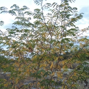 Gleditsia triacanthos at Molonglo River Reserve - 26 Jan 2018