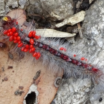 Chenuala heliaspis (Rose Anthelid) at Namadgi National Park - 28 Jan 2018 by Annies